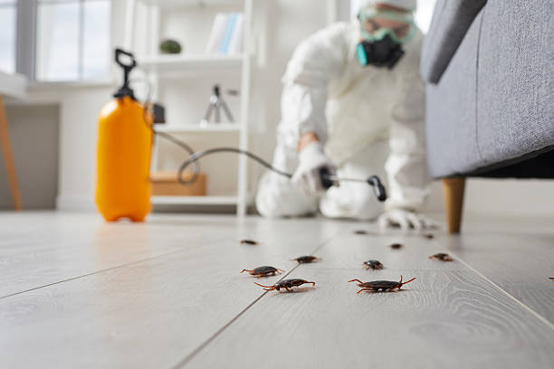 Commercial Kitchen Cockroach Control in Sedona
